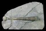 Pyritized Orthocerid Cephalopod (Michelinoceras) Fossil - Poland #157228-1
